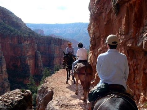 Mule ride to the bottom of the Grand Canyon | Grand canyon mule ride ...