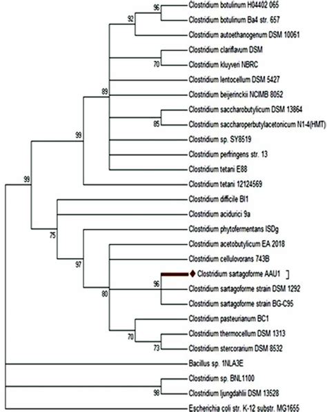 Phylogenetic tree based on 16S rRNA gene sequences of genus ...