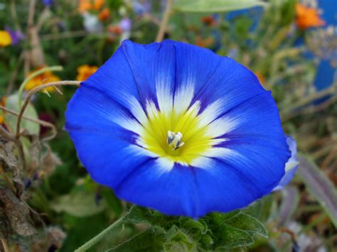 File:Convolvulus tricolor - Dwarf Morning Glory.jpg - Wikimedia Commons