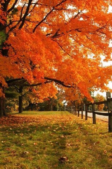 paisajes otoñales del mundo gratis | Autumn scenery, Autumn landscape ...