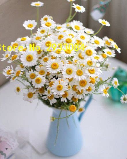 200pcs English Daisy Flowering Seeds Collection - BestSeedsOnline.com ...