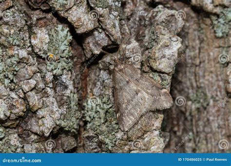 Fall Cankerworm Moth - Alsophila Pometaria Stock Image - Image of canadian, entomology: 170486025