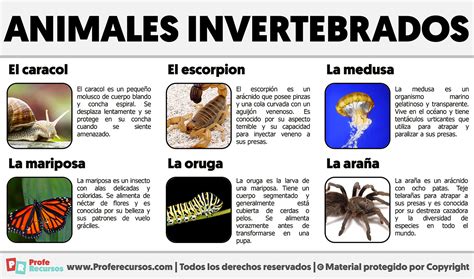 Ejemplos de Animales Invertebrados