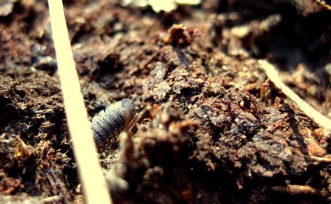Roly Poly (Or 'Pill Bug' to Some) | This was the only bug I … | Flickr