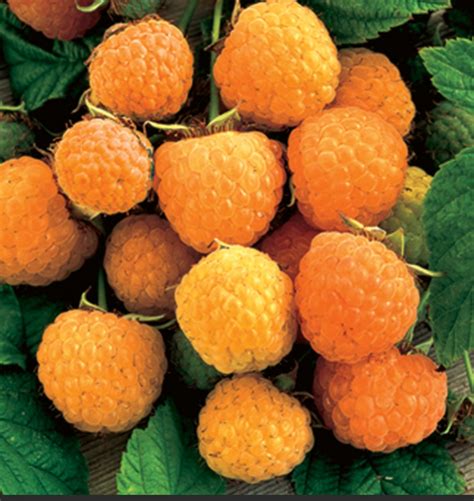 RARE Anne Yellow Raspberry Fruit Tree 3 30 60 100 or 200 - Etsy