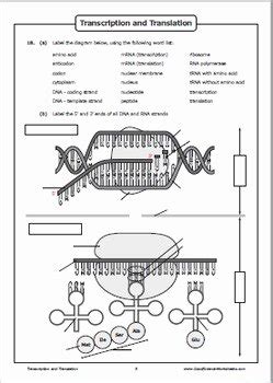 50 Dna Transcription and Translation Worksheet – Chessmuseum Template ...