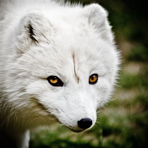 arctic, Fox, Foxes Wallpapers HD / Desktop and Mobile Backgrounds