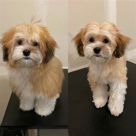 Before and After of Haven's First Major Haircut : Havanese