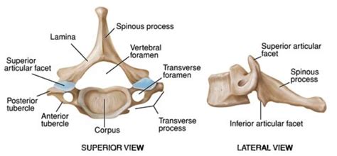 C7 Spine:Anatomy,Bony Landmark » How To Relief