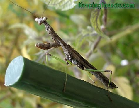 Carolina mantis praying mantis | Keeping Insects