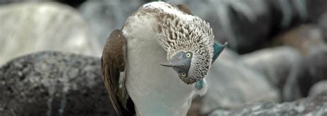 Wildlife: 5 Iconic Species Unique to the Galapagos Islands - Galakiwi ...