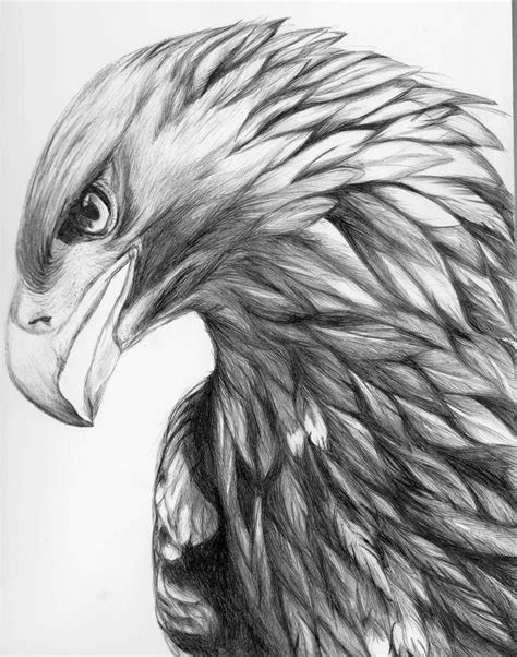 Eagle Pencil Sketch | Eagle drawing, Bird drawings, Eagle tattoo