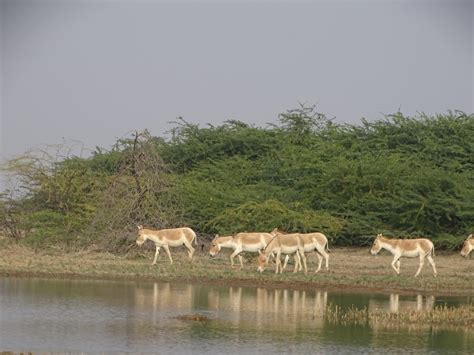 Wildlife Gujarat: isolated pockets in immediate need of conservation