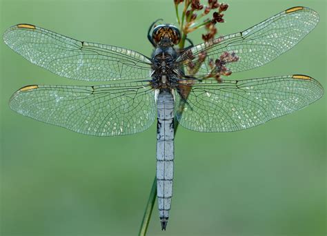 Keeled Skimmer - British Dragonfly Society