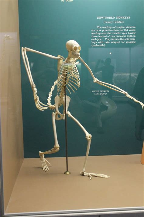 Spider Monkey Skeleton | From Smithsonian Natural History Mu… | Flickr