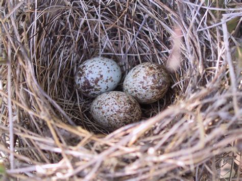 Female Cardinal Nest