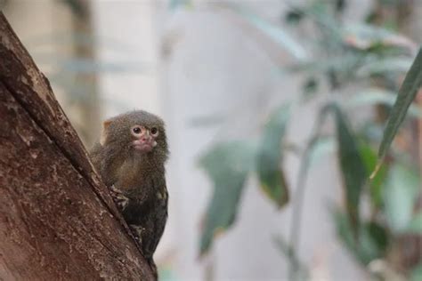 Discover the Smallest Monkey Species on Earth: Pygmy Marmoset