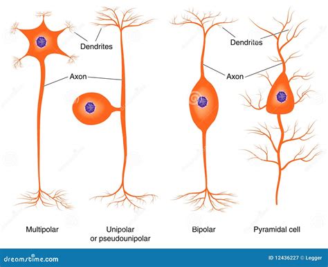 Types Of A Multipolar Neurons Royalty-Free Stock Photo | CartoonDealer.com #52114641