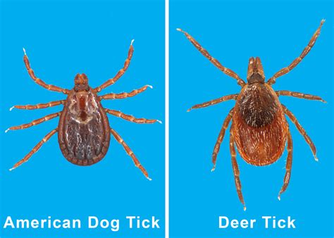 Observe precautions in tick environments | Mississippi State University Extension Service