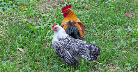 Welsummer Chickens: All About the Breed & Caring for Guide - Sharp Farm ...