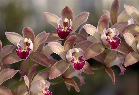 Structure And Function: What Makes an Orchid an Orchid - Smithsonian ...