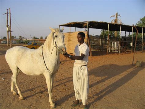 Sudan Country bred mare Riyah. Sudan Country Bred (SCB) is a result of ...