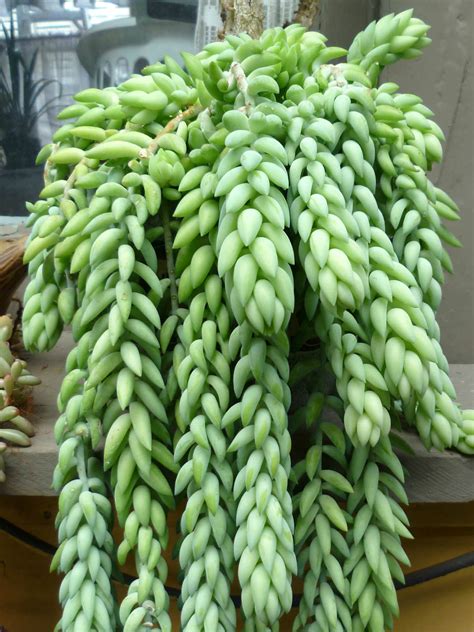 Sedum morganianum - Donkey's Tail, Burro’s Tail | World of Succulents