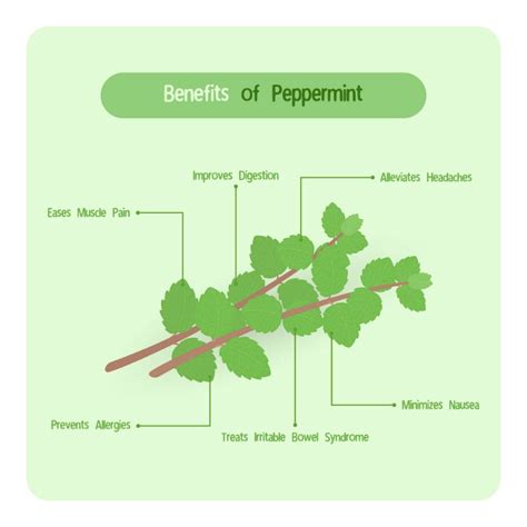 Spearmint vs Peppermint: What’s the Difference? | Mint plant care, Peppermint health benefits ...