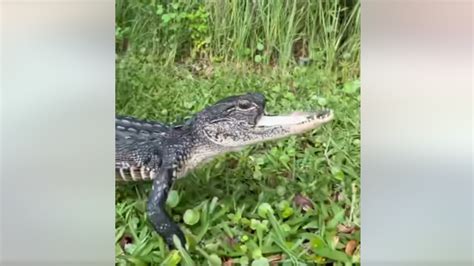 Florida rescue announces name of alligator missing upper jaw