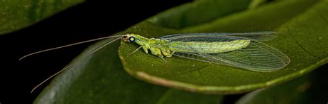 Green lacewings: Biting myths and home presence unveiled – Dr. Killigan's