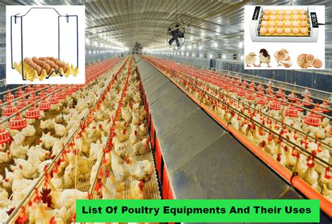 List Of Poultry Equipments And Their Uses In Poultry Farming - Nagro NG