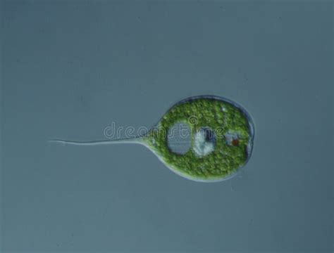 Red-eyed flagella stock photo. Image of float, swimming - 194439504