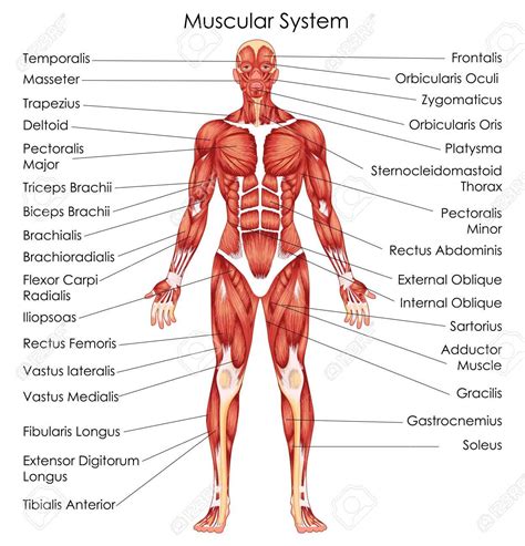 The Muscular System | Human muscular system, Muscular system anatomy ...