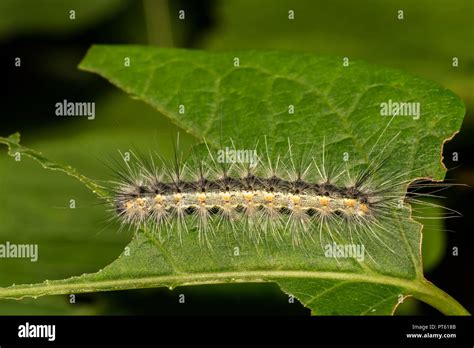 Fall Webworm (Hyphantria cunea Stock Photo - Alamy