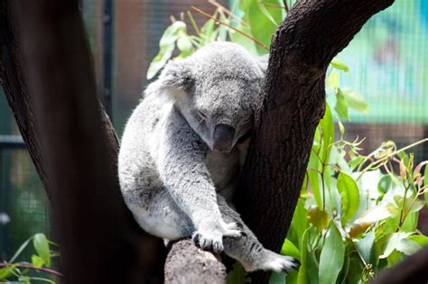 Endangered Species - Daintree Rainforest