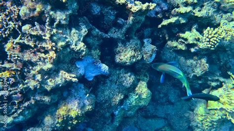 Coral reefs in Red Sea in Egypt Stock ビデオ | Adobe Stock