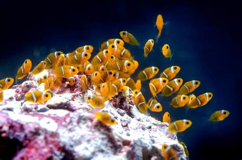 Baby Clownfish at Monterey Bay Aquarium 2.jpg