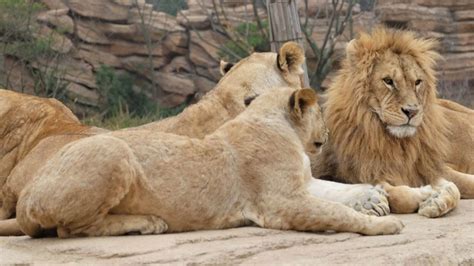 The Lion Habitat Ranch in Henderson, Nevada