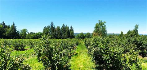 Wellers Blueberry Farm · Wellers Blueberry Farm