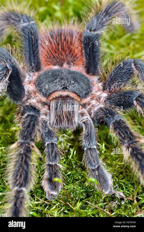 Bahia Scarlet Bird Eater Tarantula male (lasiodora Klugi Stock Photo ...