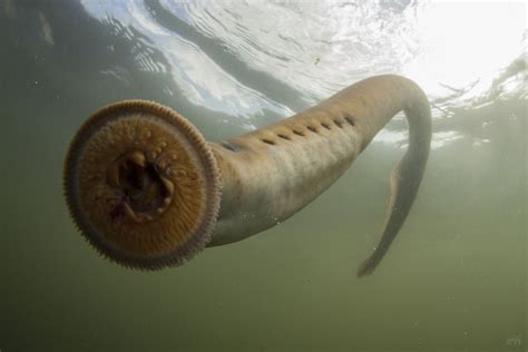 Sea Lamprey HD Wallpapers and Backgrounds