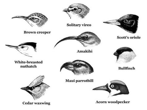 Different types of bird beaks - Album on Imgur Bird Drawings, Tattoo Drawings, Animal Drawings ...