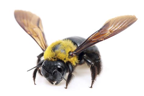 Do carpenter bees sting | Male vs Female carpenter bee - BigBear Pest Control