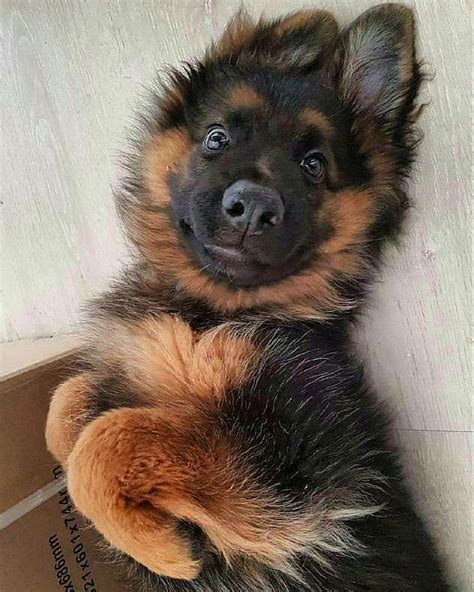 via @KaufmannsPuppy #germanshepherd | Shepherd puppies, Cute dogs, German shepherd puppies