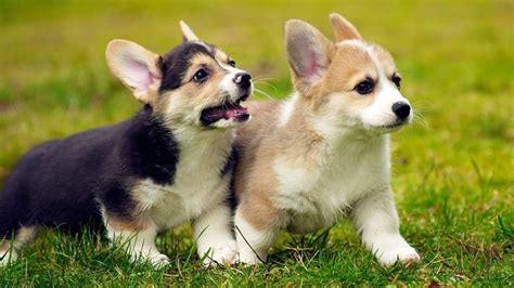 Corgi Puppy - 10 Must-Know Facts About The Cute Ruler - Petmoo