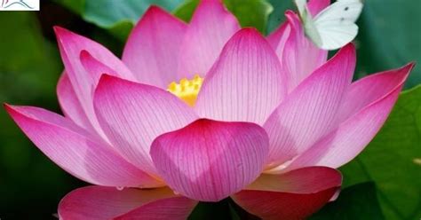 INDIA NATIONAL SYMBOLS -7(NATIONAL FLOWER"LOTUS")