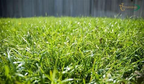 Bermuda Grass vs. Fescue: Which Grass is Better?