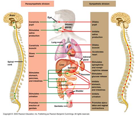 neuroscience - what is meta-sympathetic nervous system? - Biology Stack ...