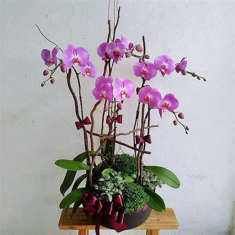 OP003 Orchid Plants – My Precious Petals Sdn Bhd