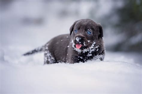 Foto welpen Retriever Hunde niedlich Zunge Schwarz Schnee ein Tier